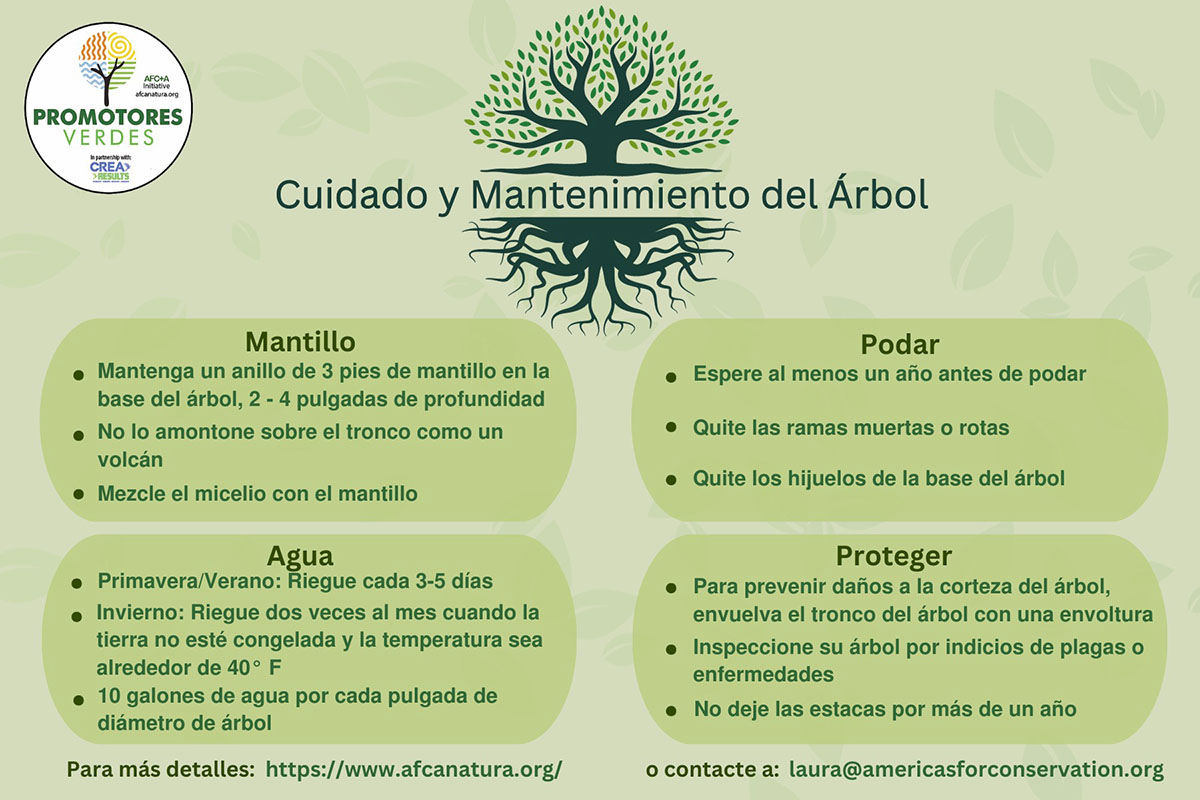 Consejos para mantener árboles en el invierno