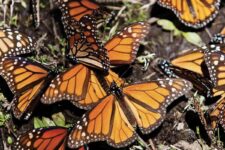 Viaje a Michoacán con las Mariposas Monarca