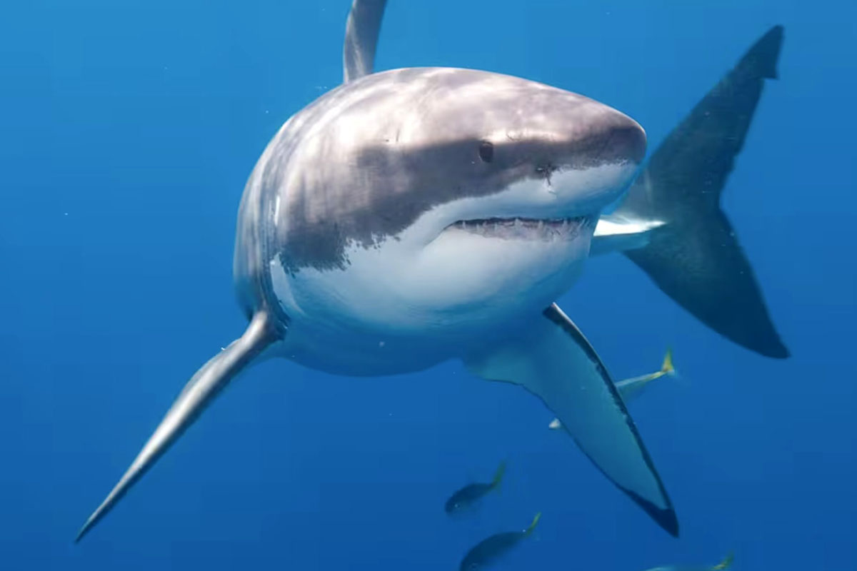 Tiburones atacan