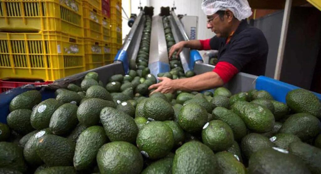 Productores de aguacate esperan reactivar exportaciones a EEUU