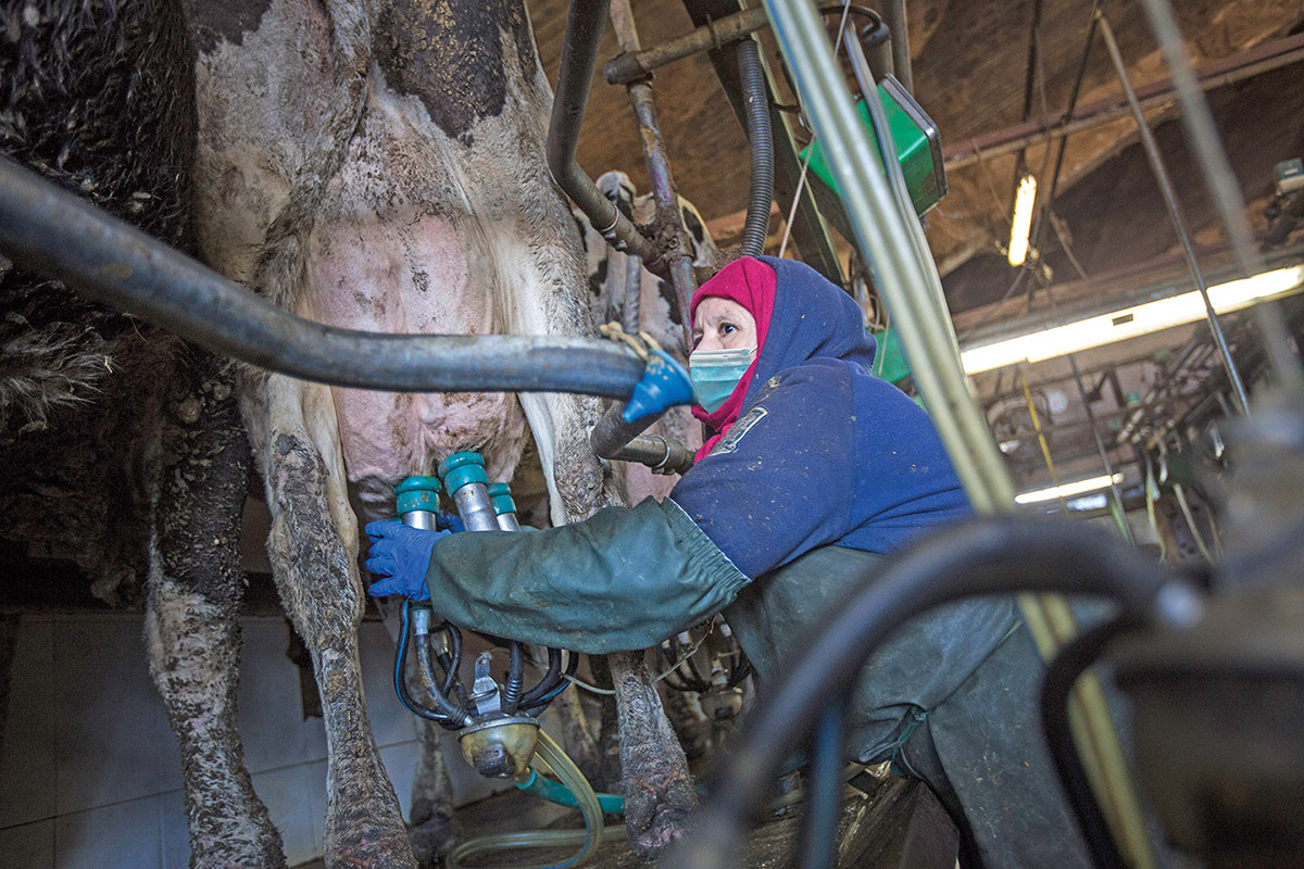 Quarantine in Greeley Dairies due to Avian Influenza Cuarentena en lecheras de Greeley por gripe aviar