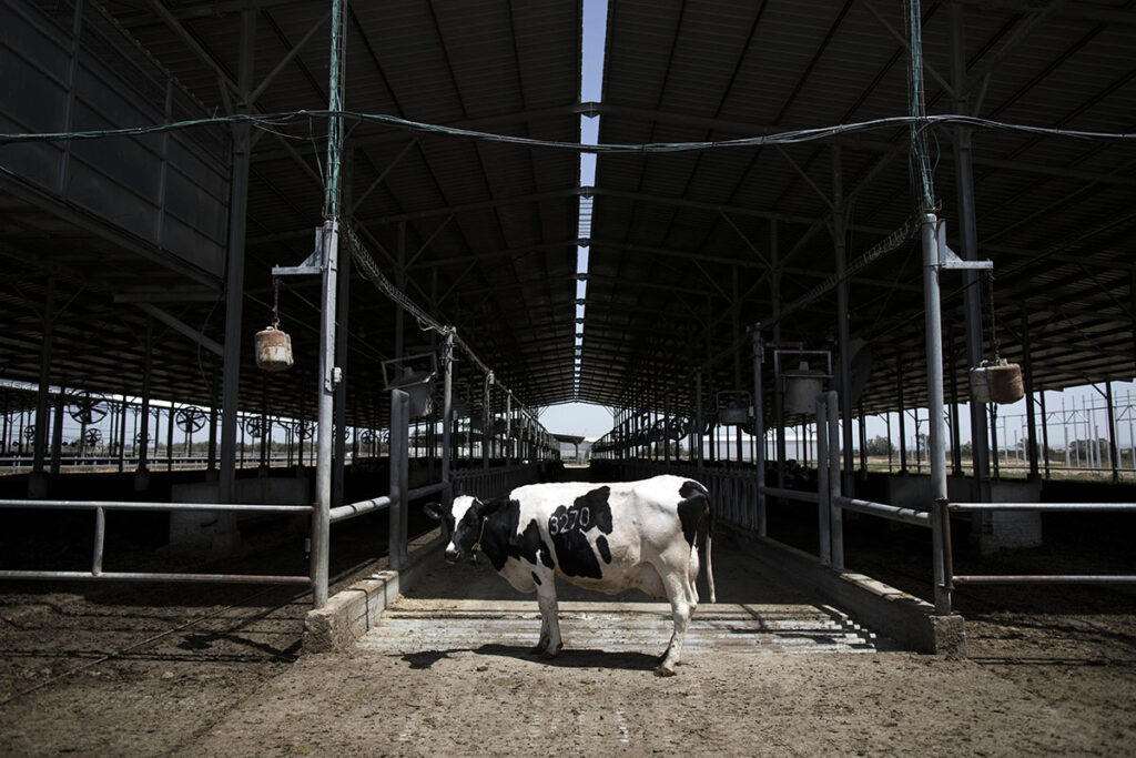 Democratic Lawmakers Request Support to Prevent Spread of Avian Flu in Colorado's Dairy Industry Legisladores demócratas solicitan apoyo para evitar propagación de gripe aviar en industria lechera de Colorado Quarantine in Greeley Dairies due to Avian Influenza Cuarentena en lecheras de Greeley por gripe aviar