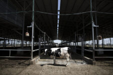 Quarantine in Greeley Dairies due to Avian Influenza Cuarentena en lecheras de Greeley por gripe aviar