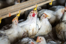 Trabajadores Avícolas de Colorado luchan contra la gripe aviar