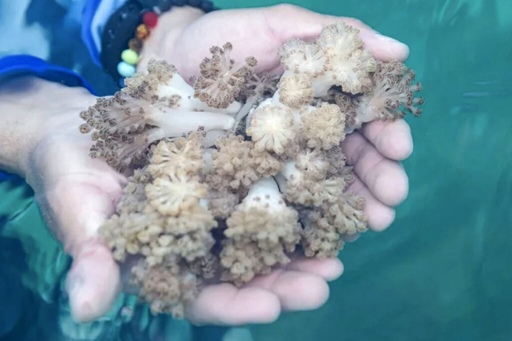 Coral invasiva