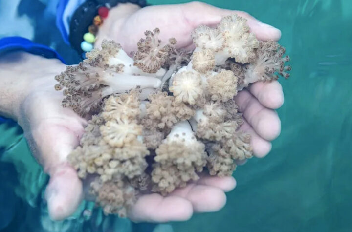 Coral invasiva