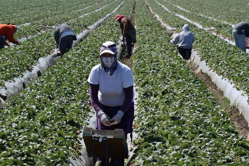 Indocumentados pagaron 100.000 millones en impuestos