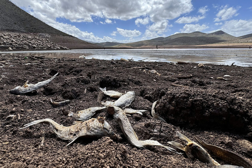 Sequía extrema vacía la presa Las Lajas en Chihuahua