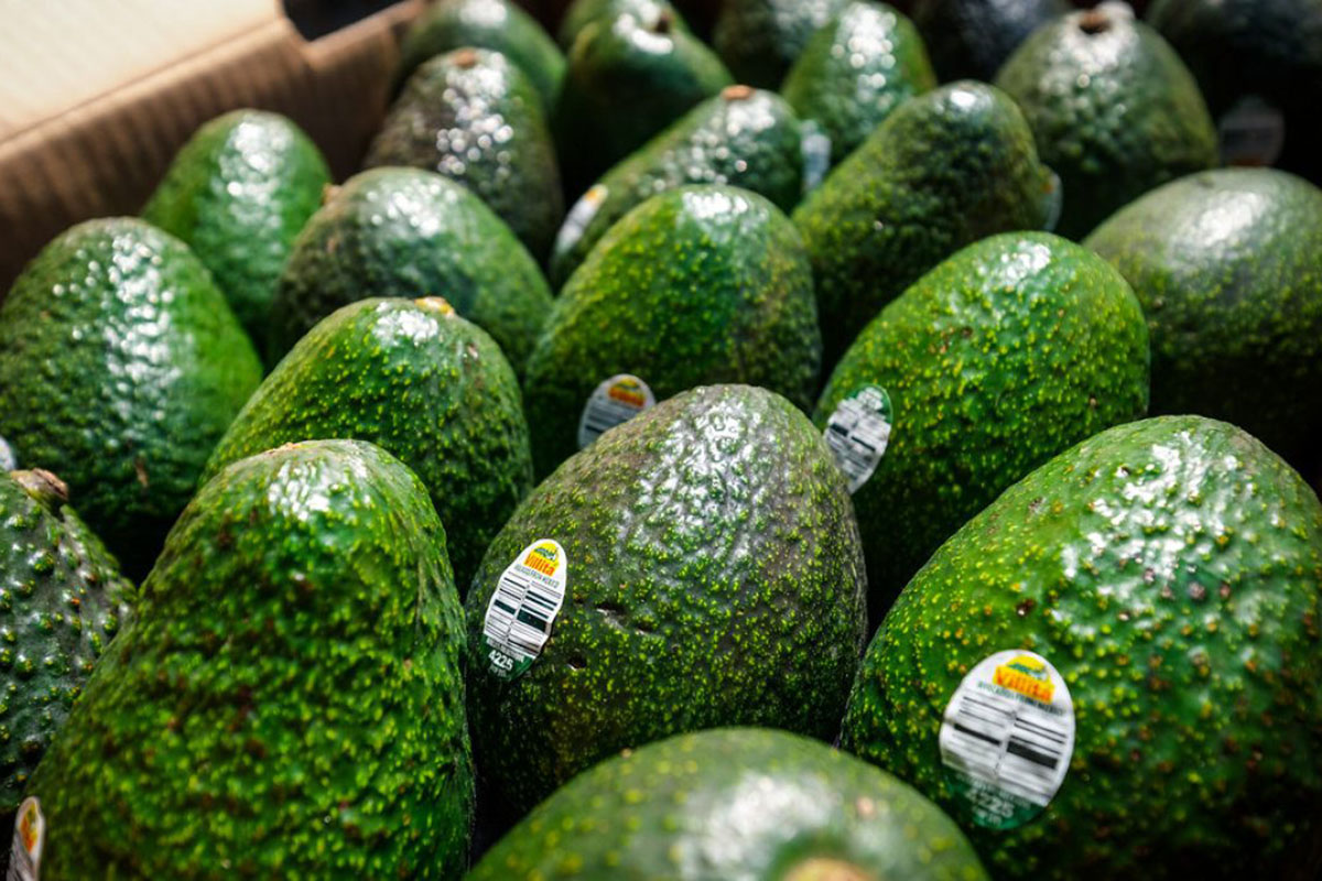 Trump impondrá aranceles del 25 por ciento a México y Canadá Récord de aguacates