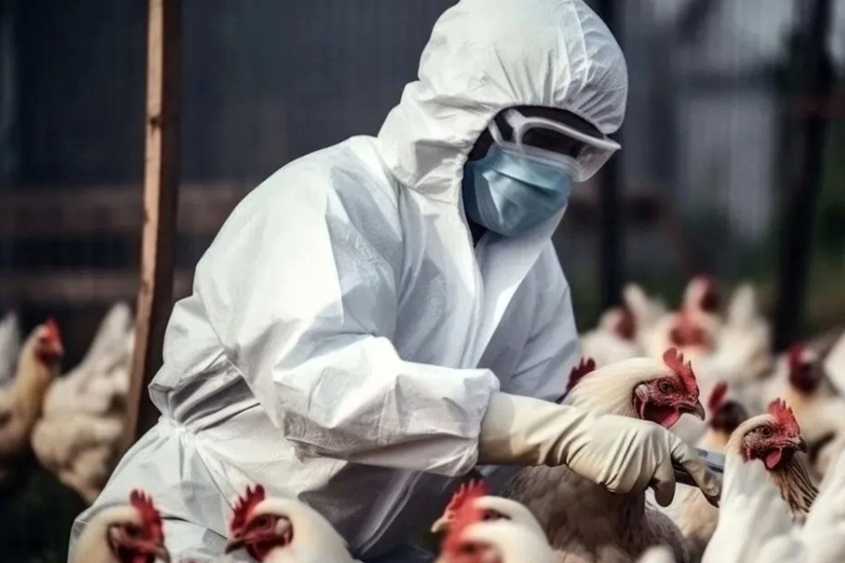 Casos en humanos de gripe aviar alcanza récord