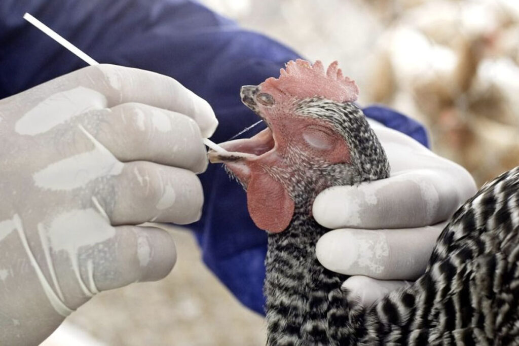 Veterinarios se infectaron con gripe aviar sin saberlo 