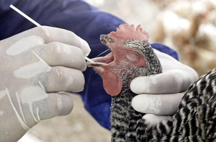 Veterinarios se infectaron con gripe aviar sin saberlo 