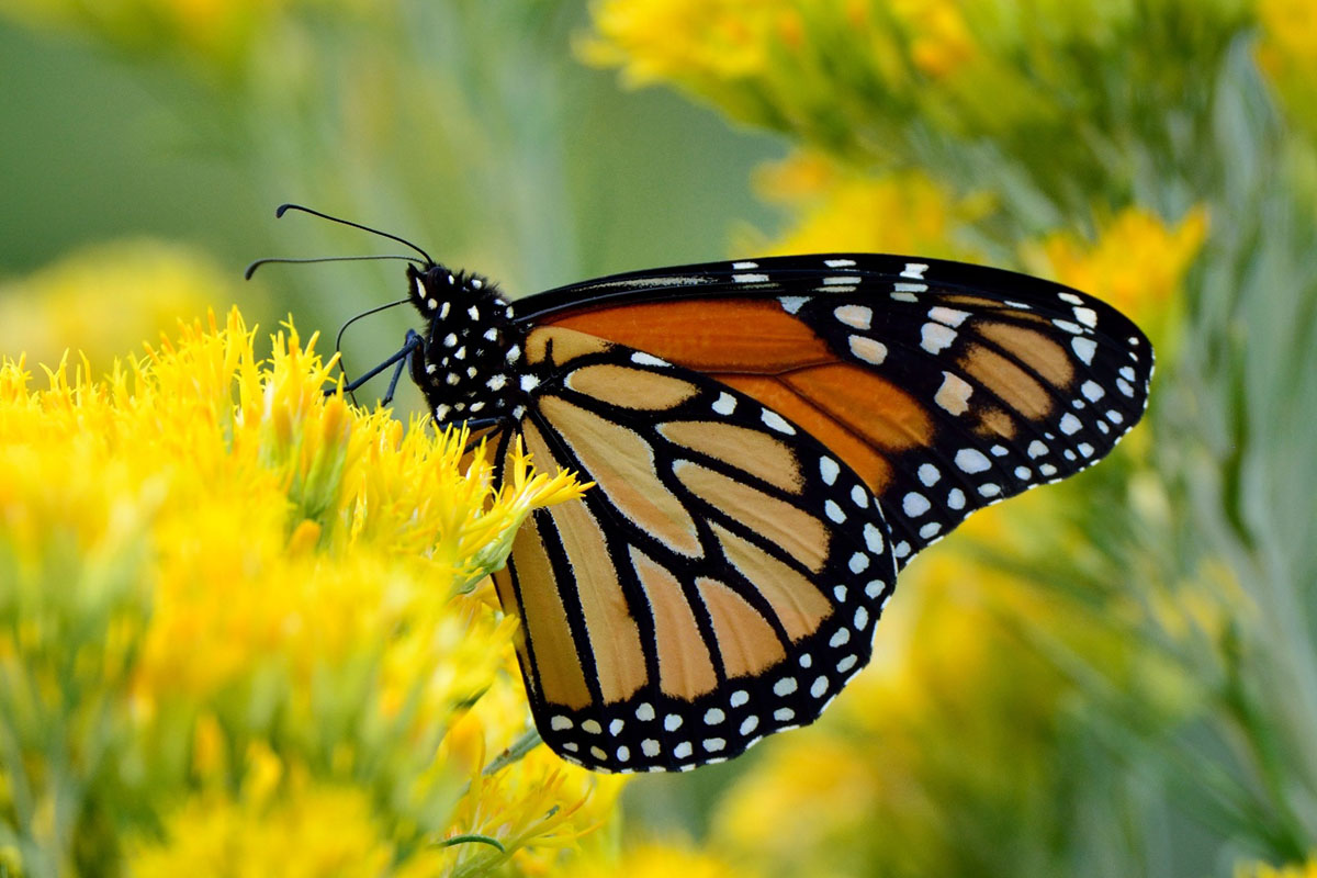 México y Colorado fortalecen conservación de la mariposa monarca 