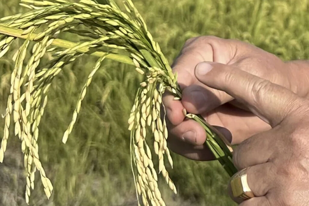 Cae producción de arroz
