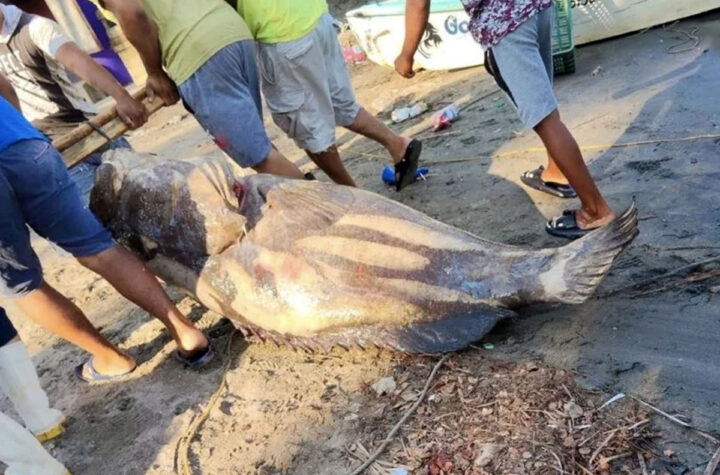 Mero gigante contaminado 