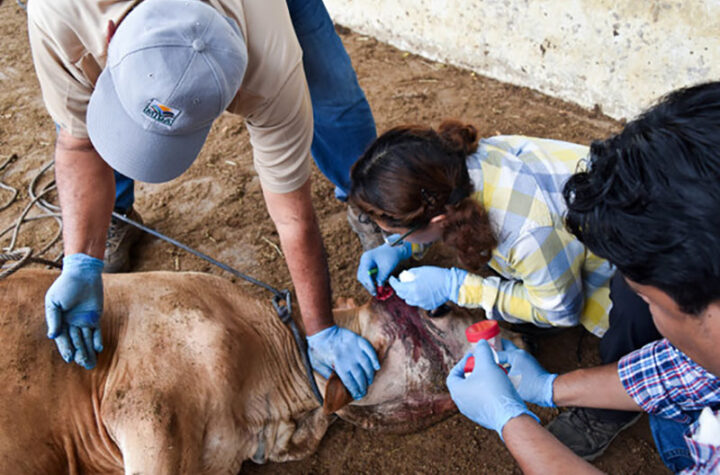 EEUU y México refuerzan lucha contra el gusano barrenador  