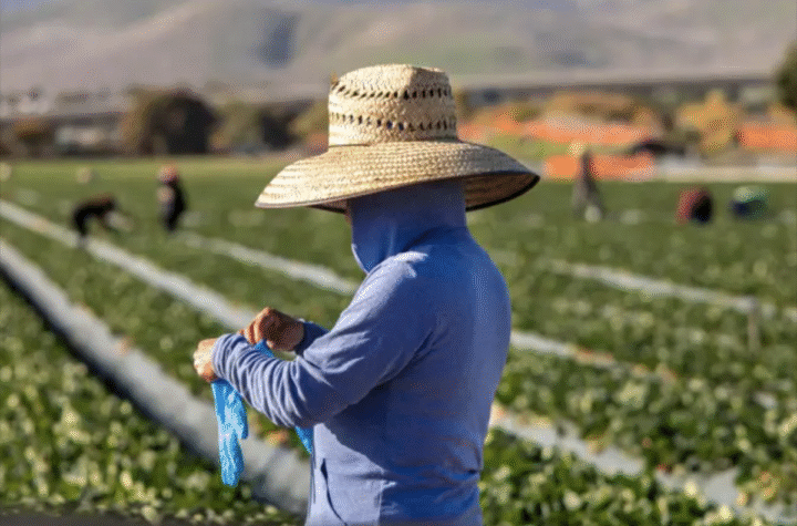 Derogan protecciones para empleados con visa H-2A 