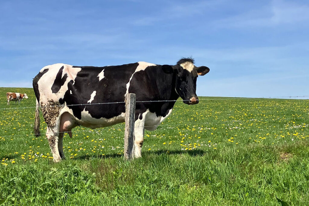 EE.UU. y México pactan frenar plaga y reactivar exportación de ganado 