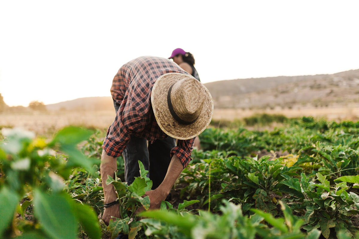 U.S. workforce has lost 1.2 million migrant workers Fuerza laboral de EEUU ha perdido 1,2 millones de trabajadores migrantes  