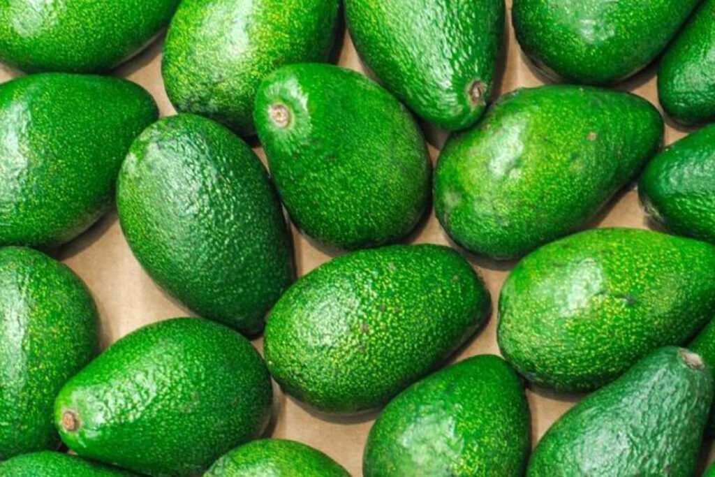 Negocio de aguacates 