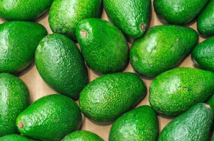 Negocio de aguacates 