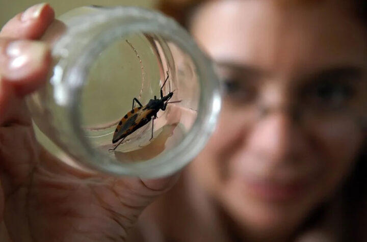 Detectan insecto del Chagas en Colorado y alertan sobre riesgo de contagio
