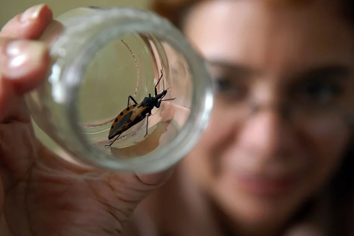 Detectan insecto del Chagas en Colorado y alertan sobre riesgo de contagio