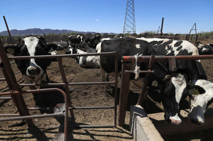 Productores exigen fecha para reabrir exportación de ganado a EE.UU. 