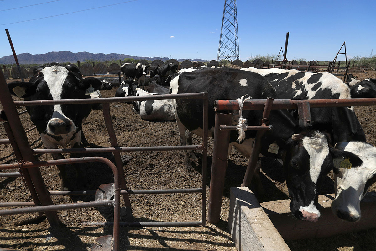 Productores exigen fecha para reabrir exportación de ganado a EE.UU. 