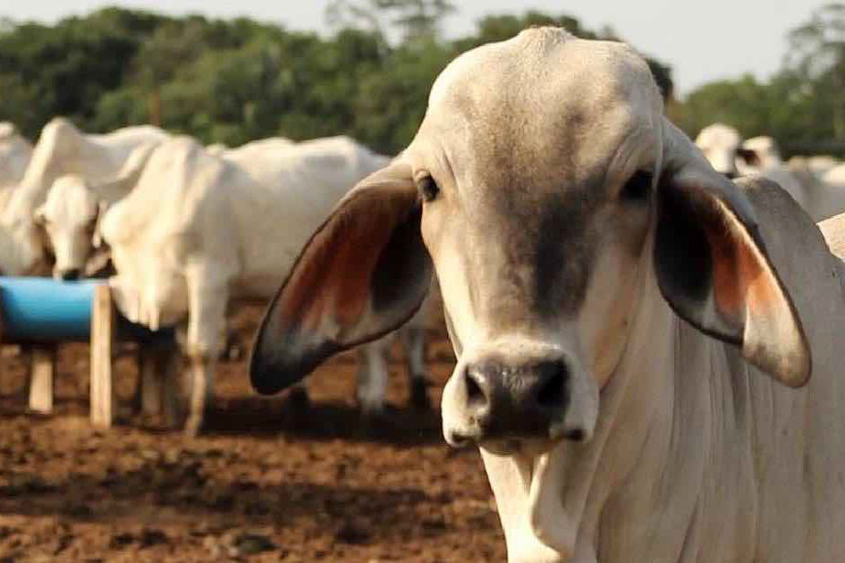 Sobrerregulación sanitaria 