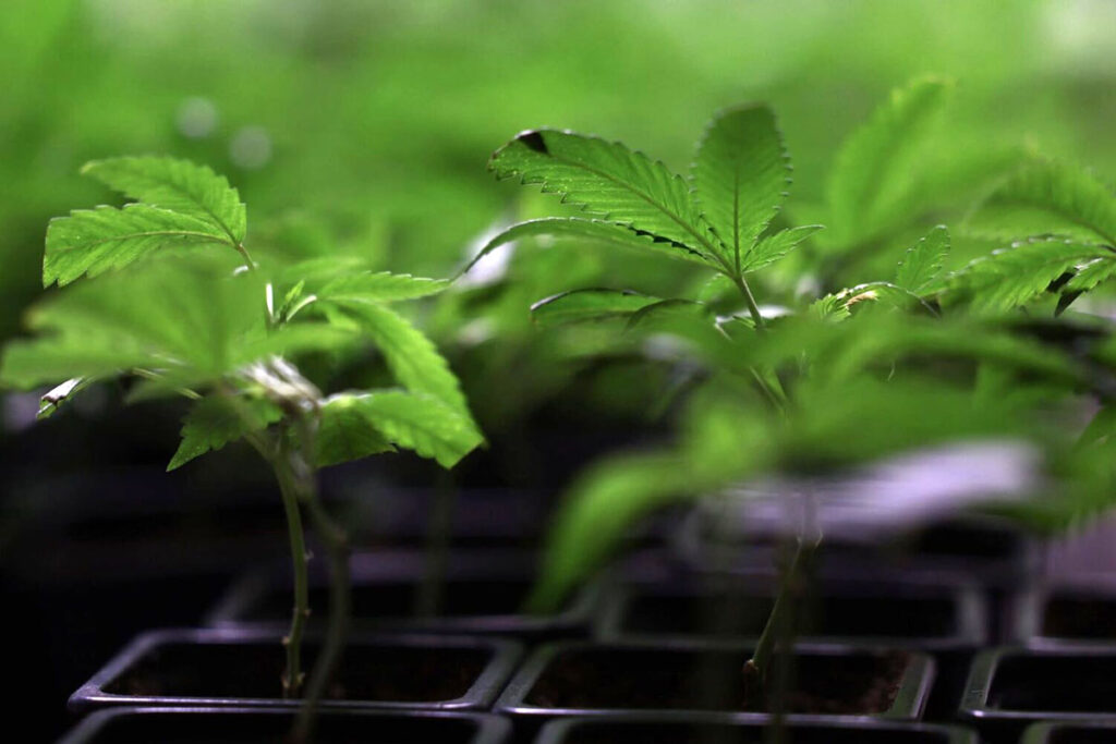Reclasifica marihuana como substancia menos peligrosa 