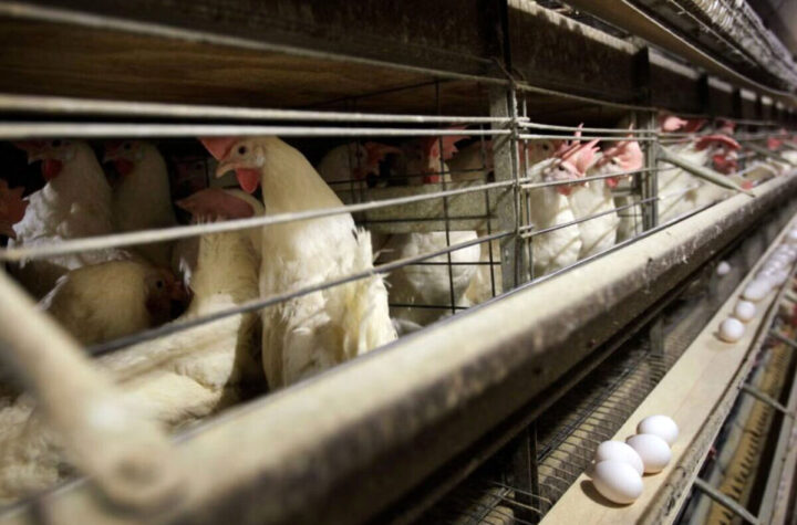 Polis formaliza declaración de desastre por influenza aviar en granja comercial