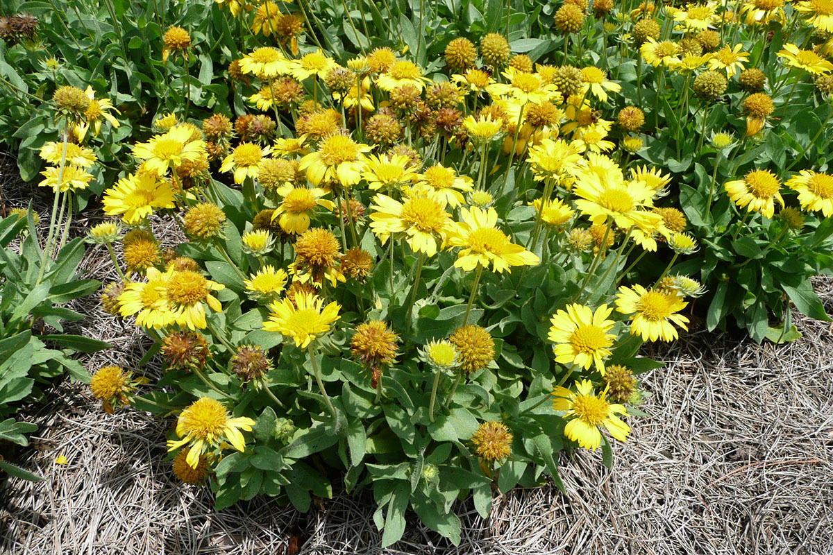 Especies nativas permiten ahorrar agua en Colorado 