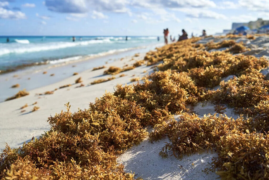 Sargazo en Quintana Roo 