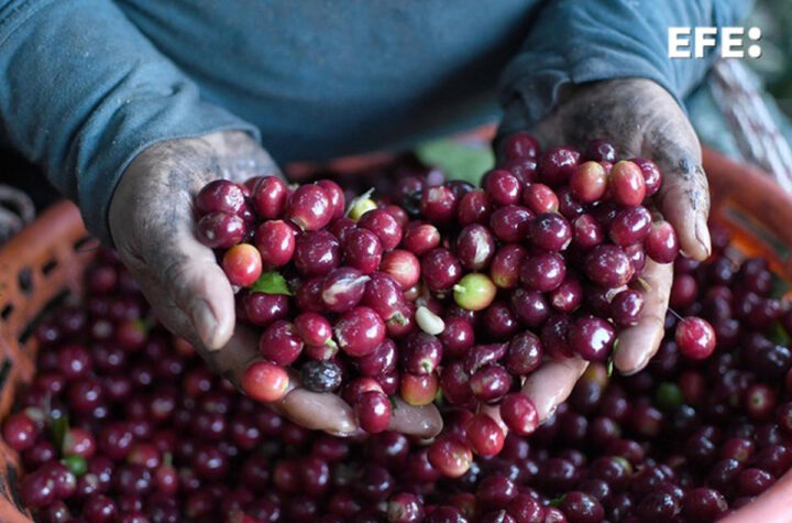 Café que conquista china 