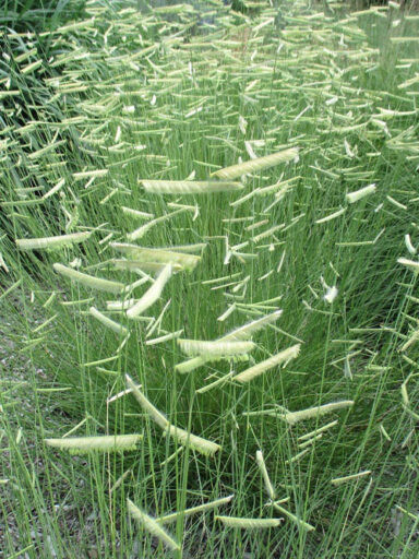 Especies nativas permiten ahorrar agua en Colorado 