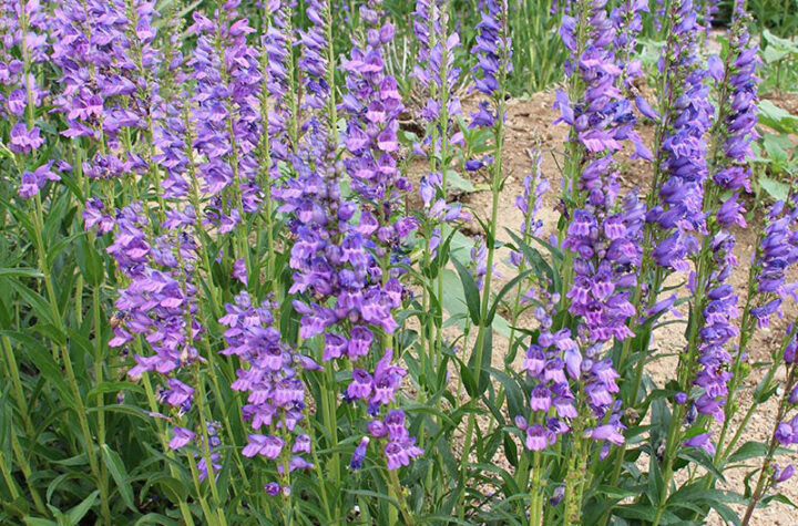 Especies nativas permiten ahorrar agua en Colorado 