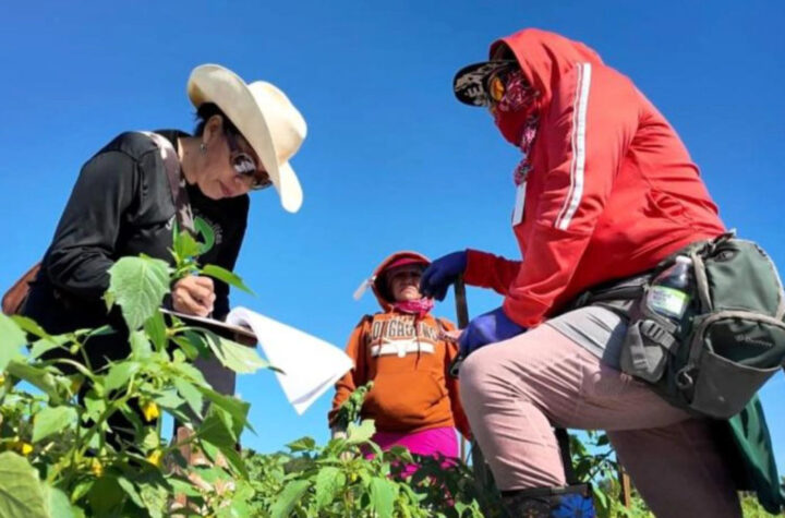 Trump permite más trabajadores agrícolas extranjeros