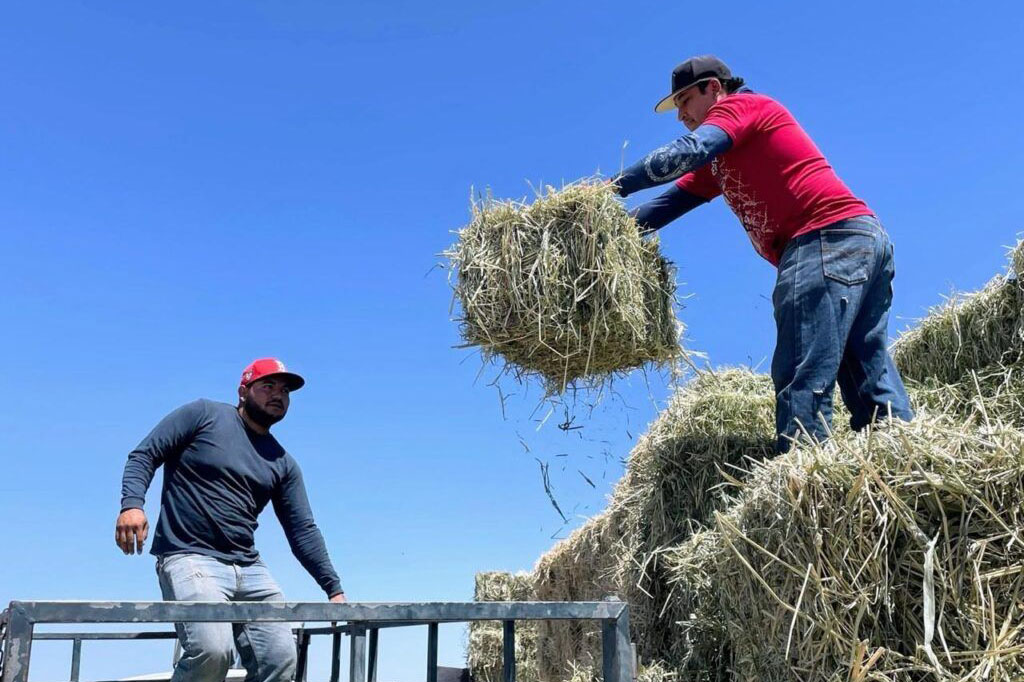 Chihuahua estimula cultivo de sorgo forrajero 
