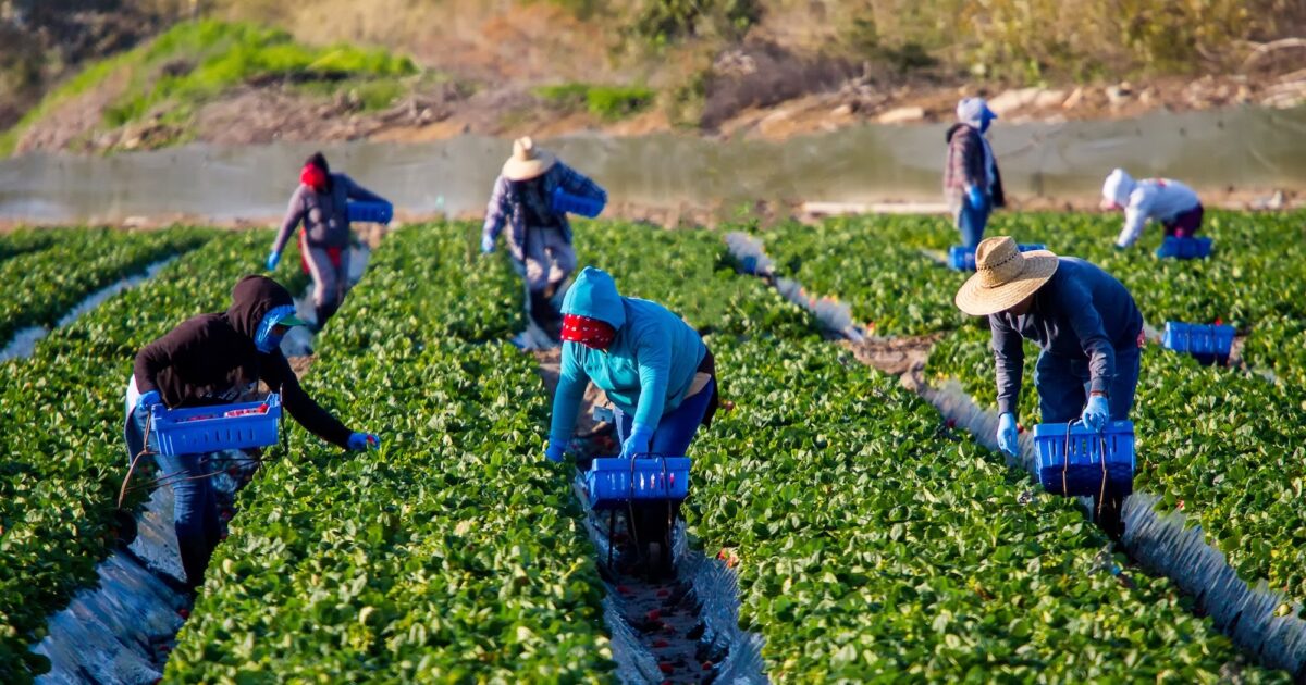 Pago extra para trabajadores agrícolas en Colorado después de 56 horas