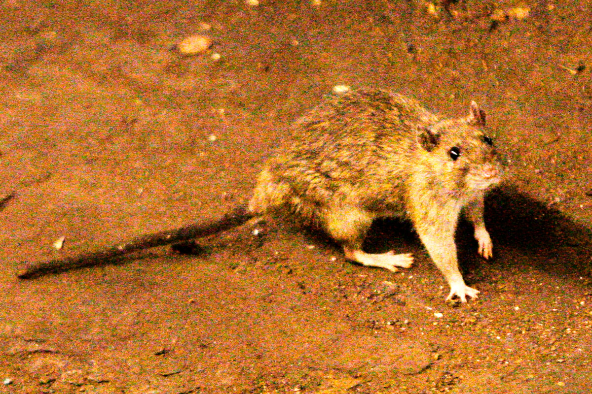 Colorado confirma una muerte por hantavirus