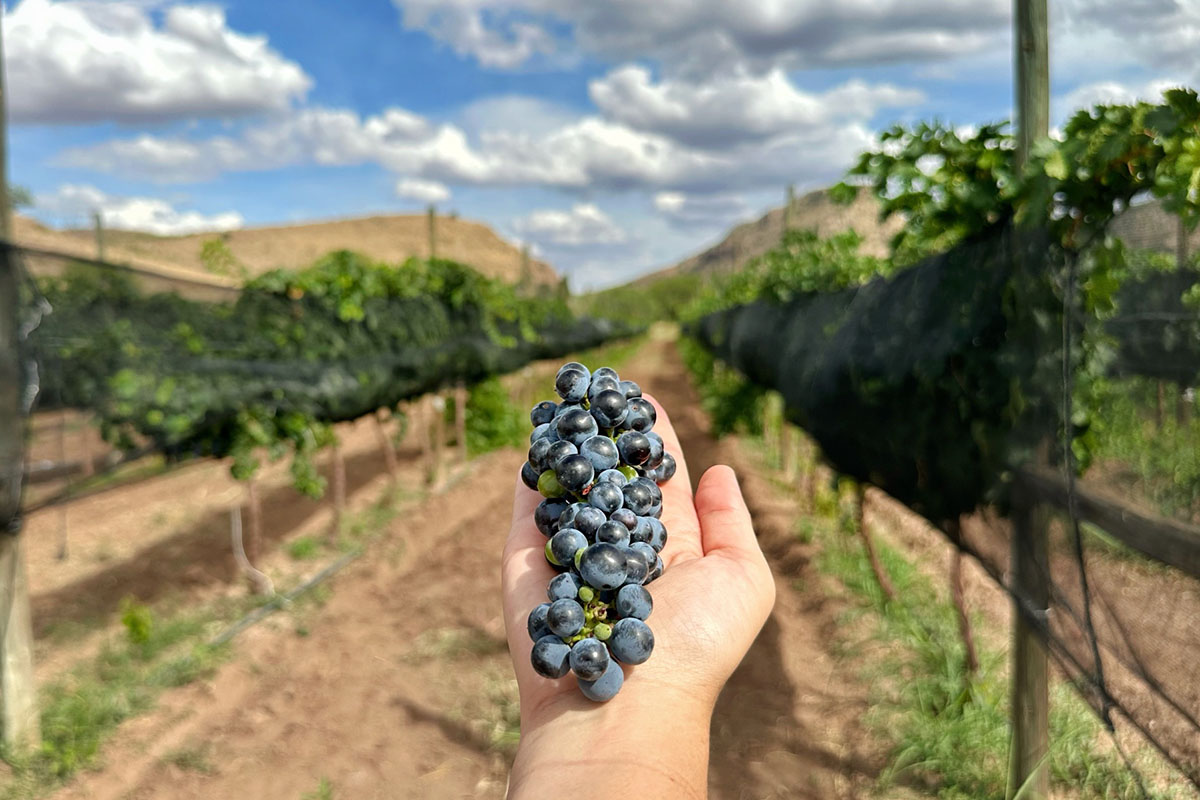 Chihuahua transforma su economía con auge de producción vinícola 