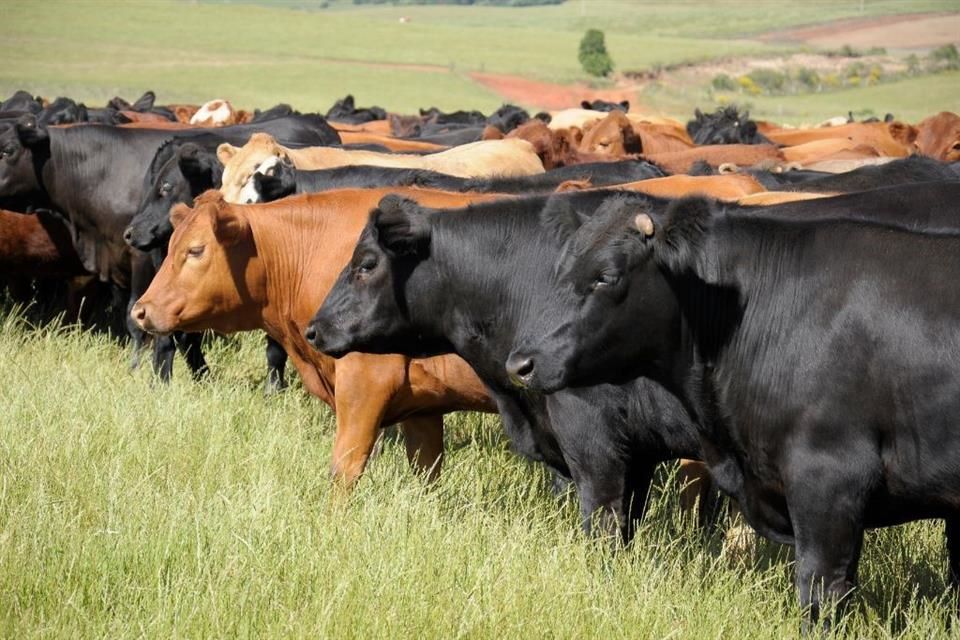 México y EEUU suspenden importación de animales vivos