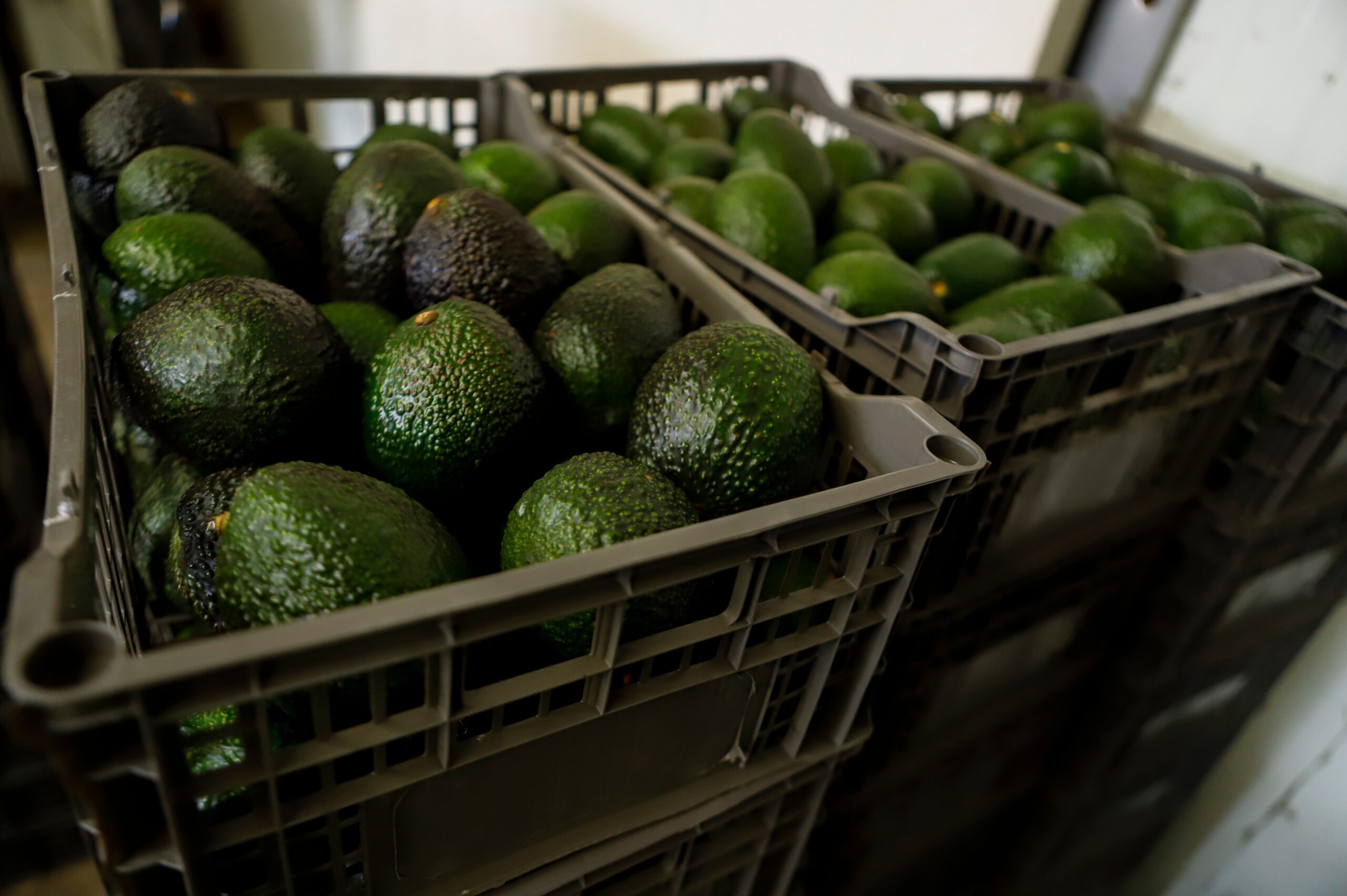 Desmantelan red de extorción en Michoacán, mayor productor de aguacates en México