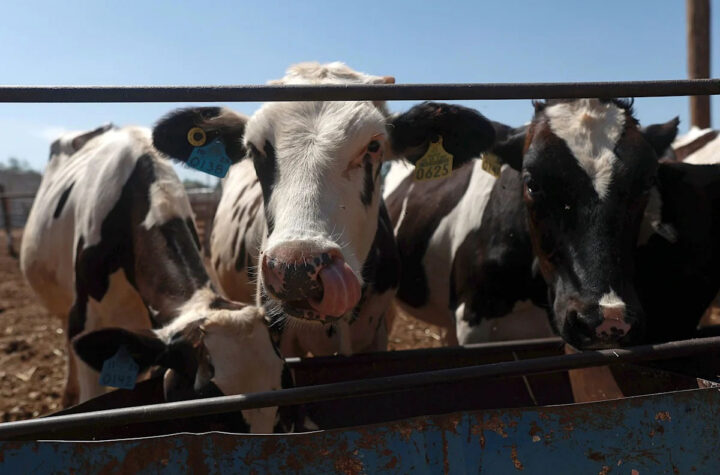 Chihuahua reanuda exportación de ganado a Estados Unidos